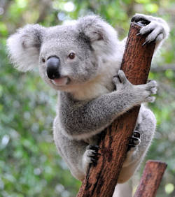 le koala, un adversaire à respecter en jjb